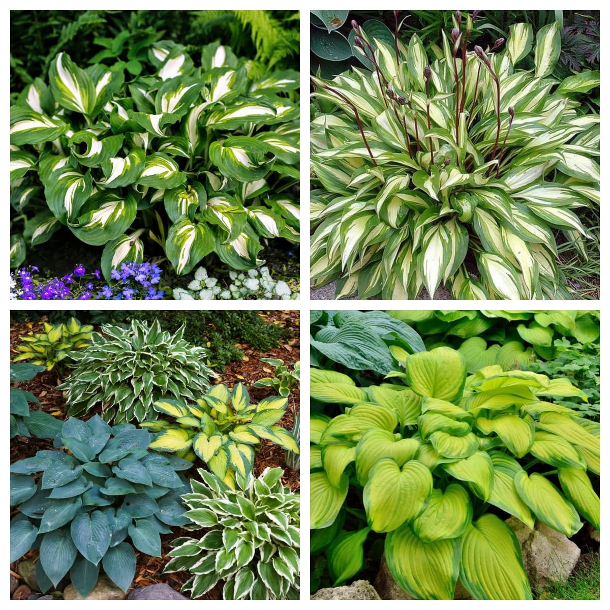 Hosta Bulbs, Cold-Resistant, Easy to Care for,Strong Plants That Grow Well/Mix Golden Jade Carving Feels Perfect-6bulbs-G