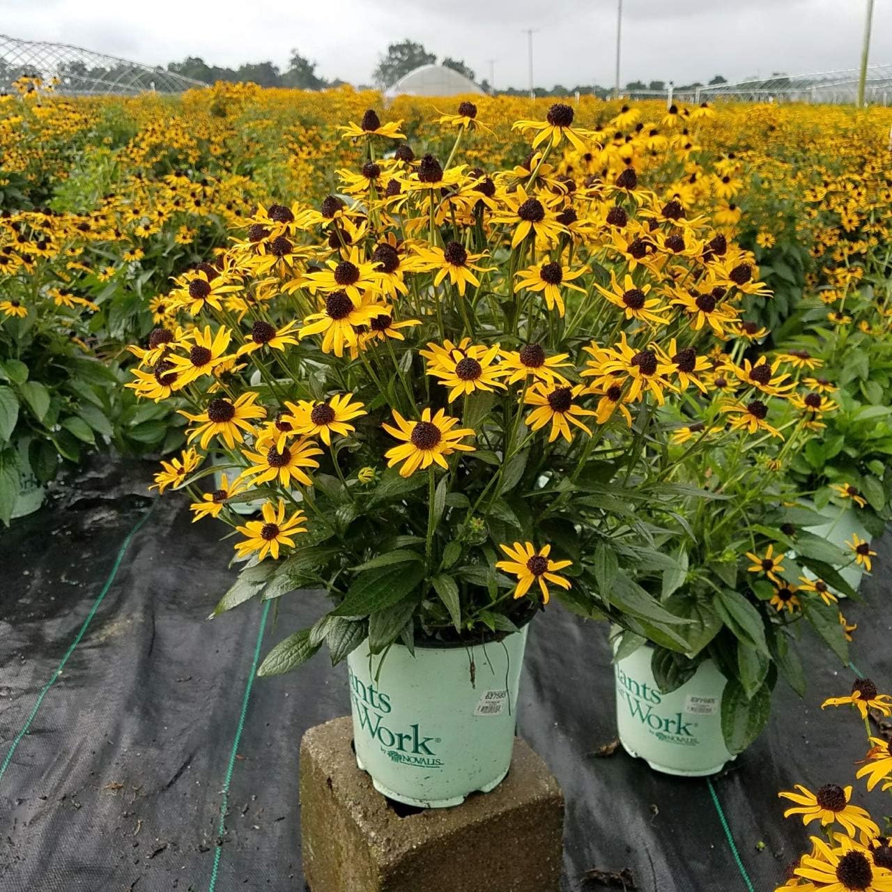 Plants That Work Rudbeckia 'Little Goldstar' (Black Eyed