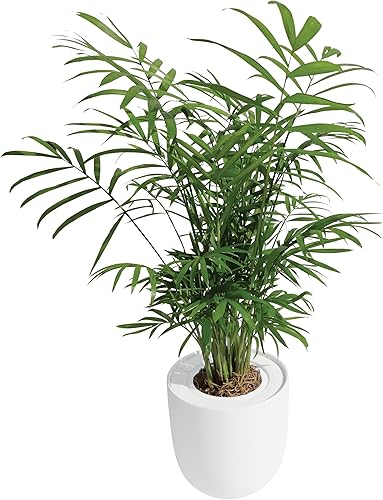 Hydroponic Bella Palm - Kit de cultivo de plantas vivas, decoración de plantas de interior para el hogar (Palma Bella-blanco)