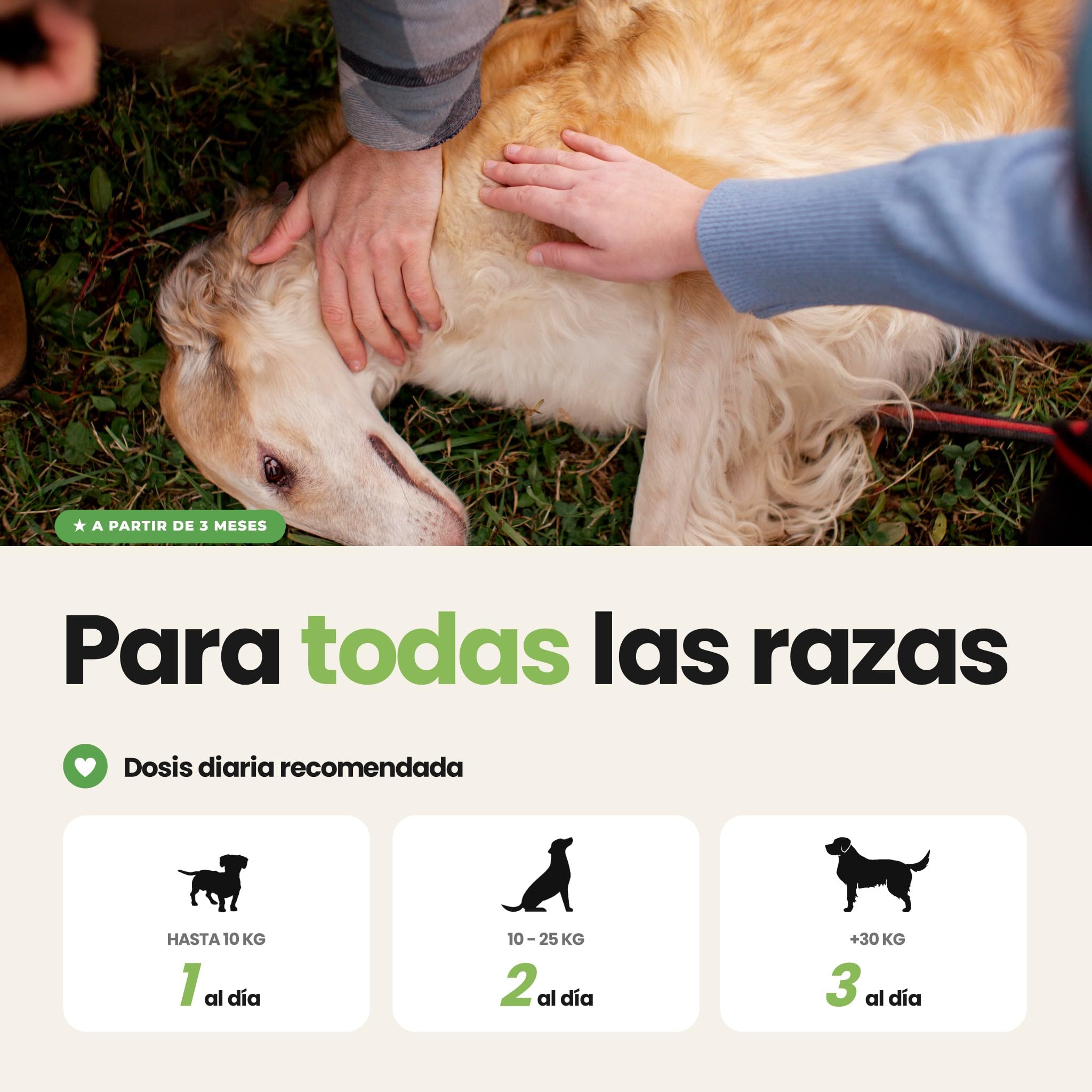 Antipicores y Pieles Sensibles para Perros – Suplemento Antipicores de 60 Unidades | Disane Pet Care