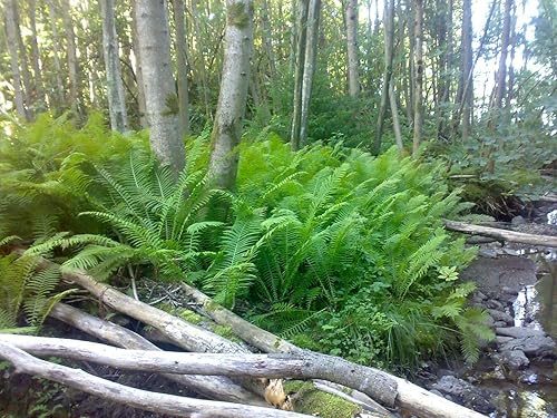 5 Matteuccia Struthiopteris Tn AvestruzGlade helecho rizomaraíz, adornos de plantación de jardín perenne, macetas fáciles de cultivar, regalos