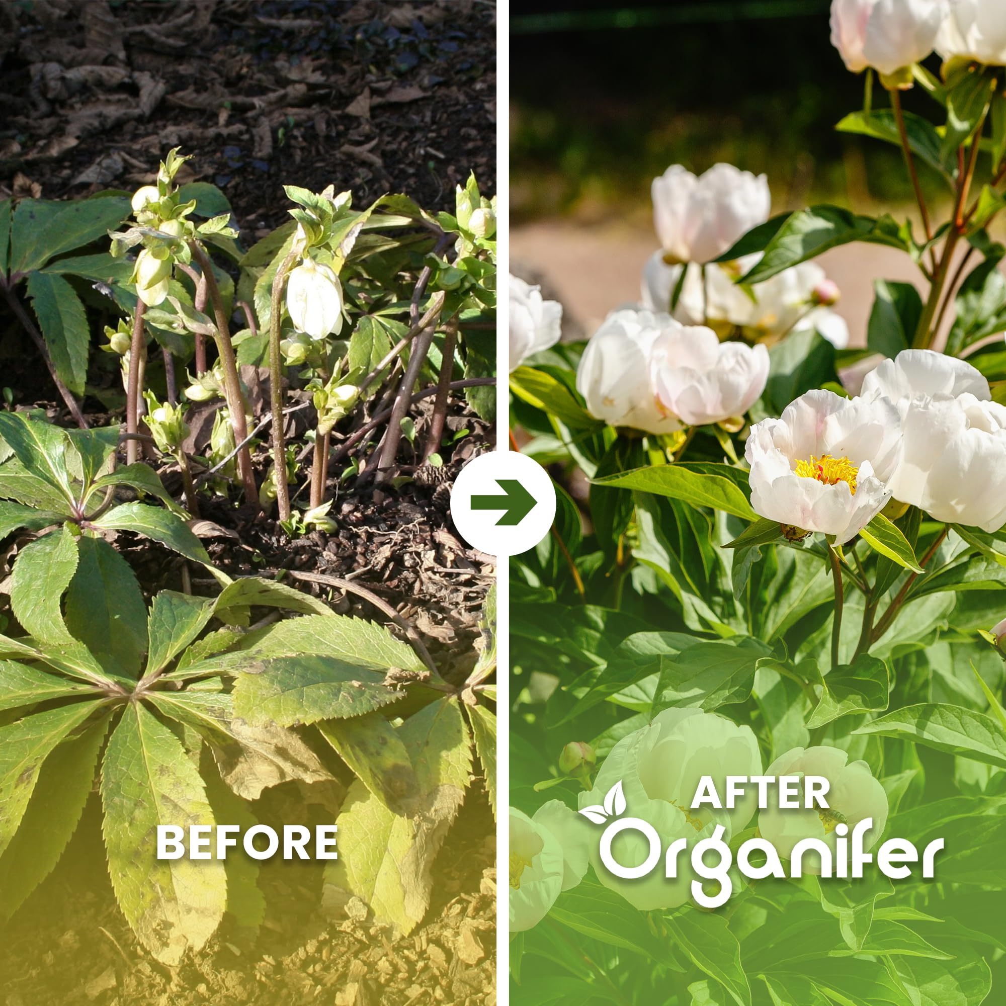 Fertilizante Líquido Para Rosa De Cuajada - 10L - NPK 3-4-3 | Hojas Sanas Y Floración Abundante - Organifer