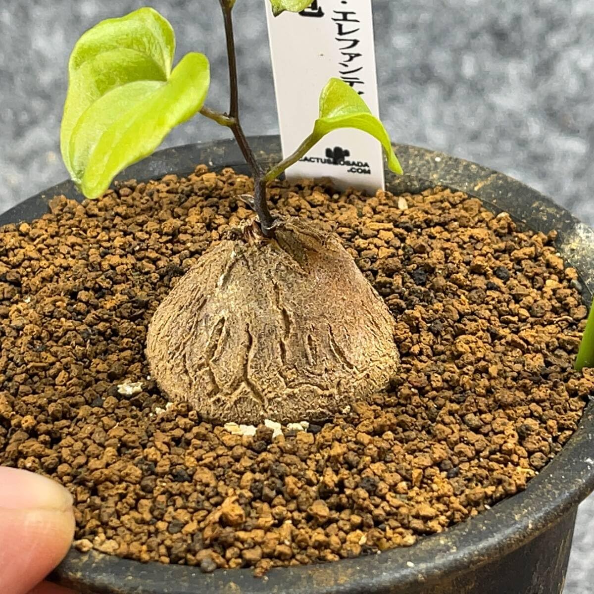 Dioscorea elephantipes アフリカ亀甲竜　4号 Amazon.co.jp: 鉢ごと発送アフリカ型 亀甲竜 Dioscorea elephantipes 4