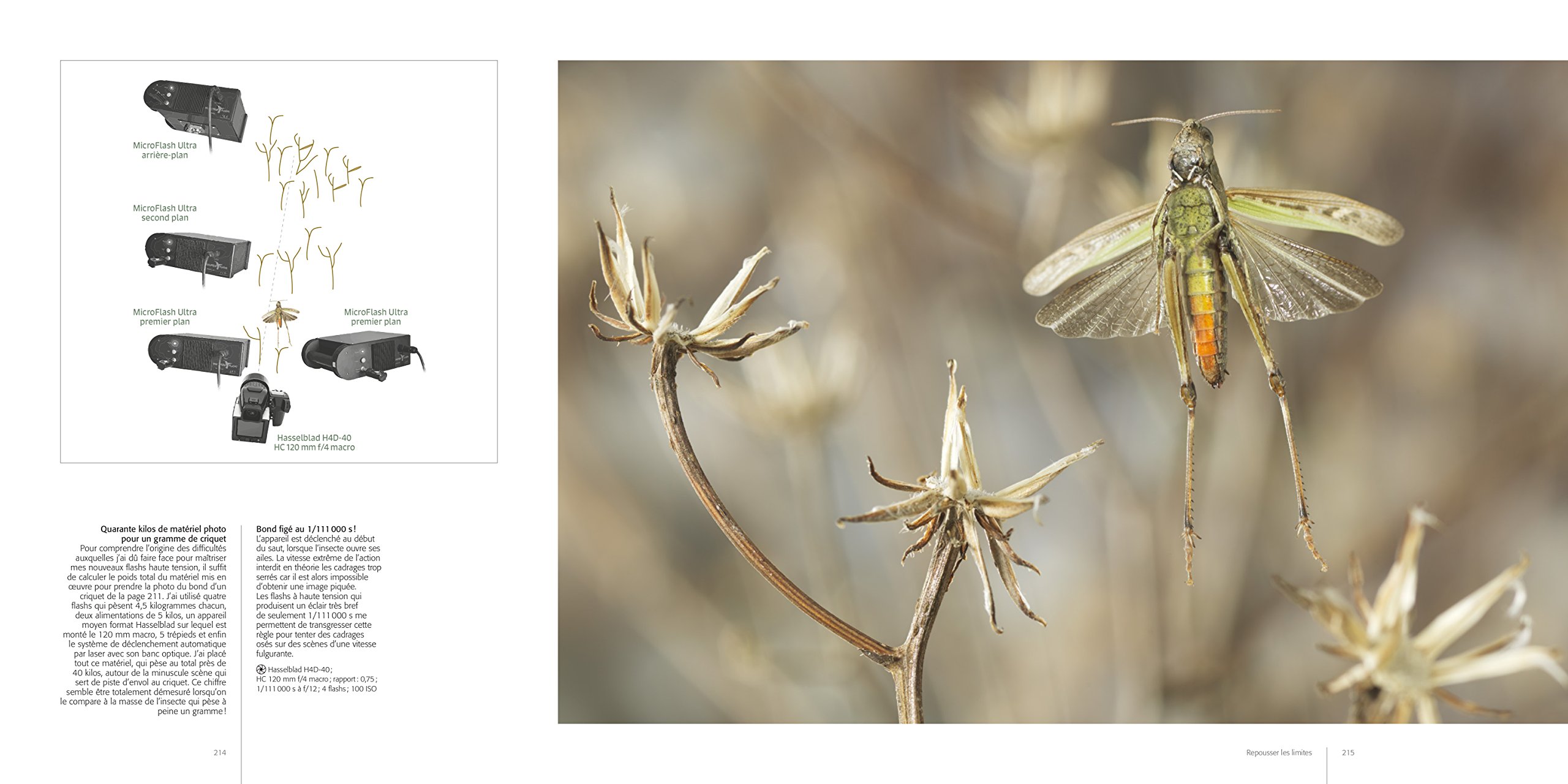 Speed flyers: Le vol des insectes révélé