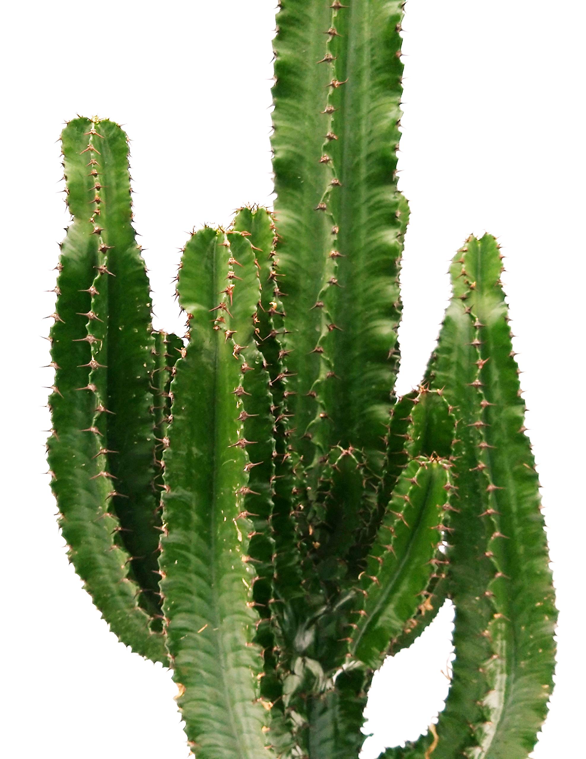 POWERS TO FLOWERS - EUPHORBIA VULCANA ERITREA, SPINA DI CRISTO, CACTUS DEL FREDDO IN VASO CERAMICA NERO, vaso 30cm altezza 130cm, pianta vera