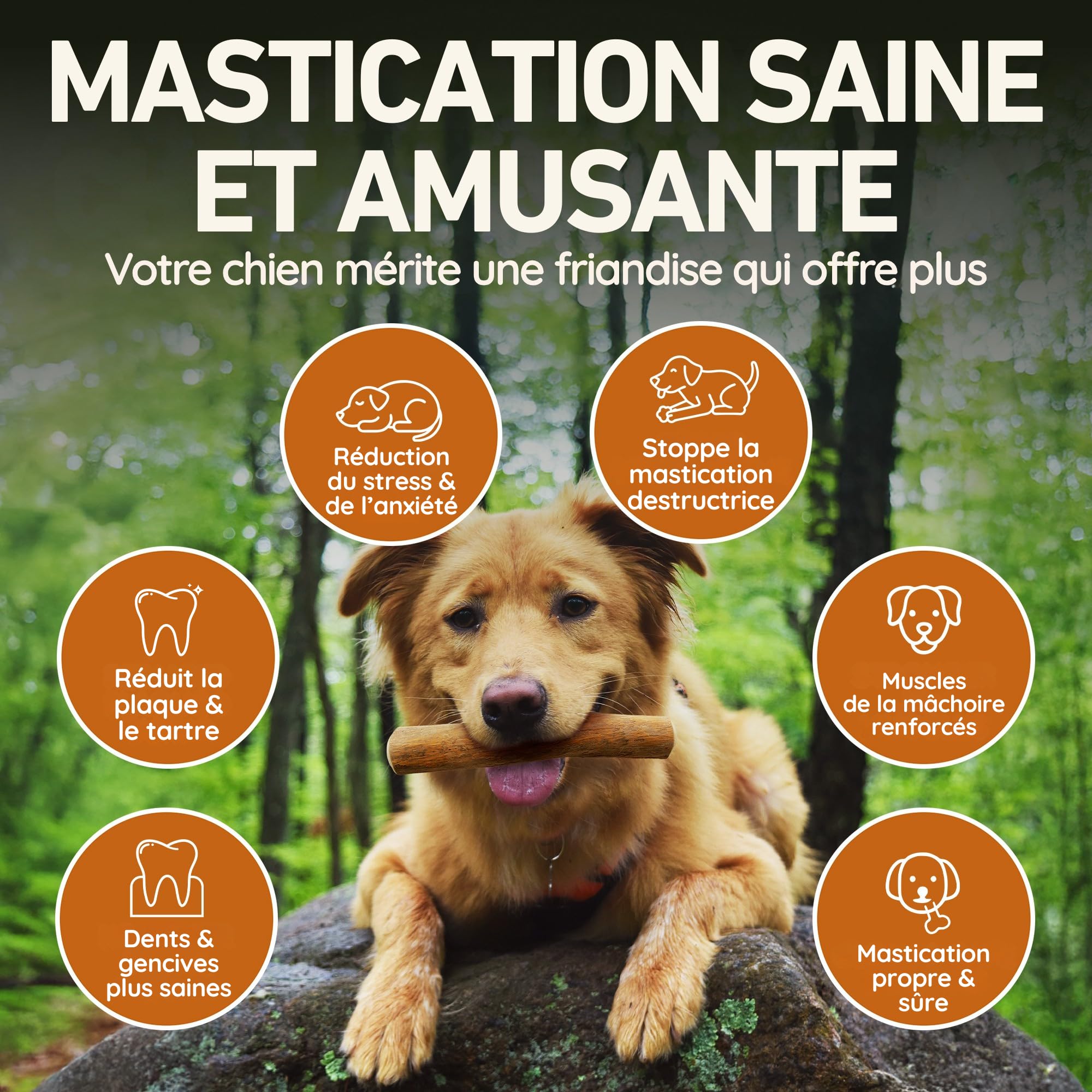 Wildfang® Bois de Café Naturel pour Chien, M – Jouets à Mâcher Robustes pour Mâcheurs Agressifs, Jouets de Dentition pour Chiot, Entraînement des Muscles de Mastication, Chiens de 15 à 25 kg, lot de 3