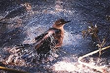 Review Image by RAYMOND GALINDO RAYMOND GALINDO