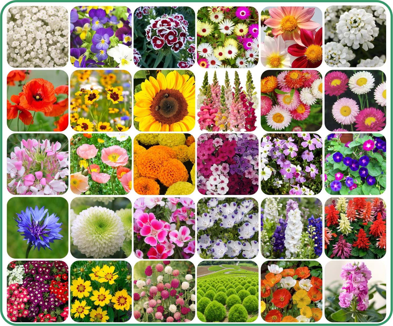 Agnico 30 Variety Of Flower Seeds Combo Pack With Instruction Manual. (B0BHDYL8HD) Amazon Price History, Amazon Price Tracker