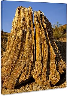 3dRose, Tree, Petrified Forest Wilderness, North Dakota - US35 CHA0195 - Chuck Haney, Museum Grade Canvas Wrap 8x10