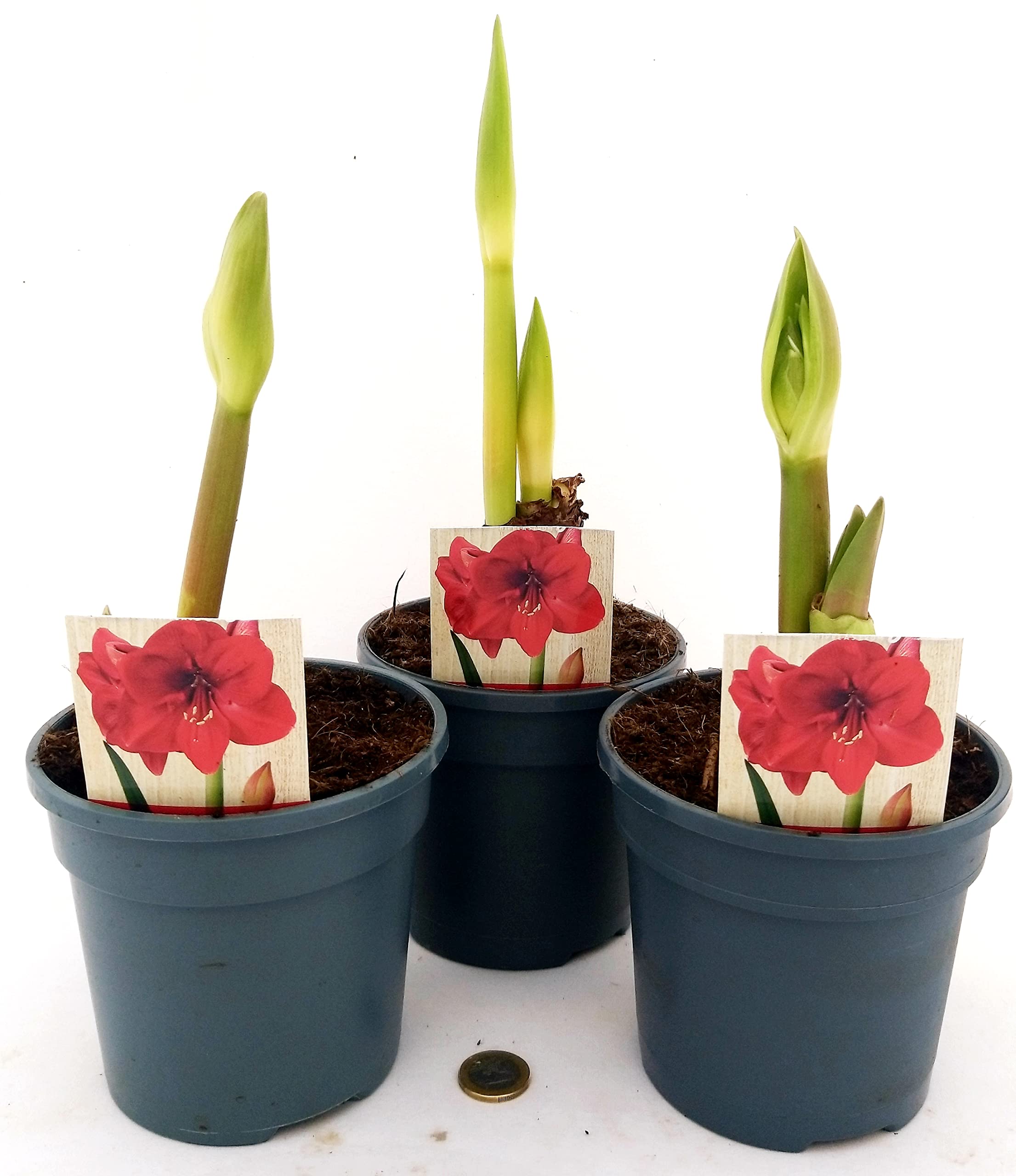 POWERS TO FLOWERS - AMARYLLIS ROSSO, 3 PIANTE, piante vere