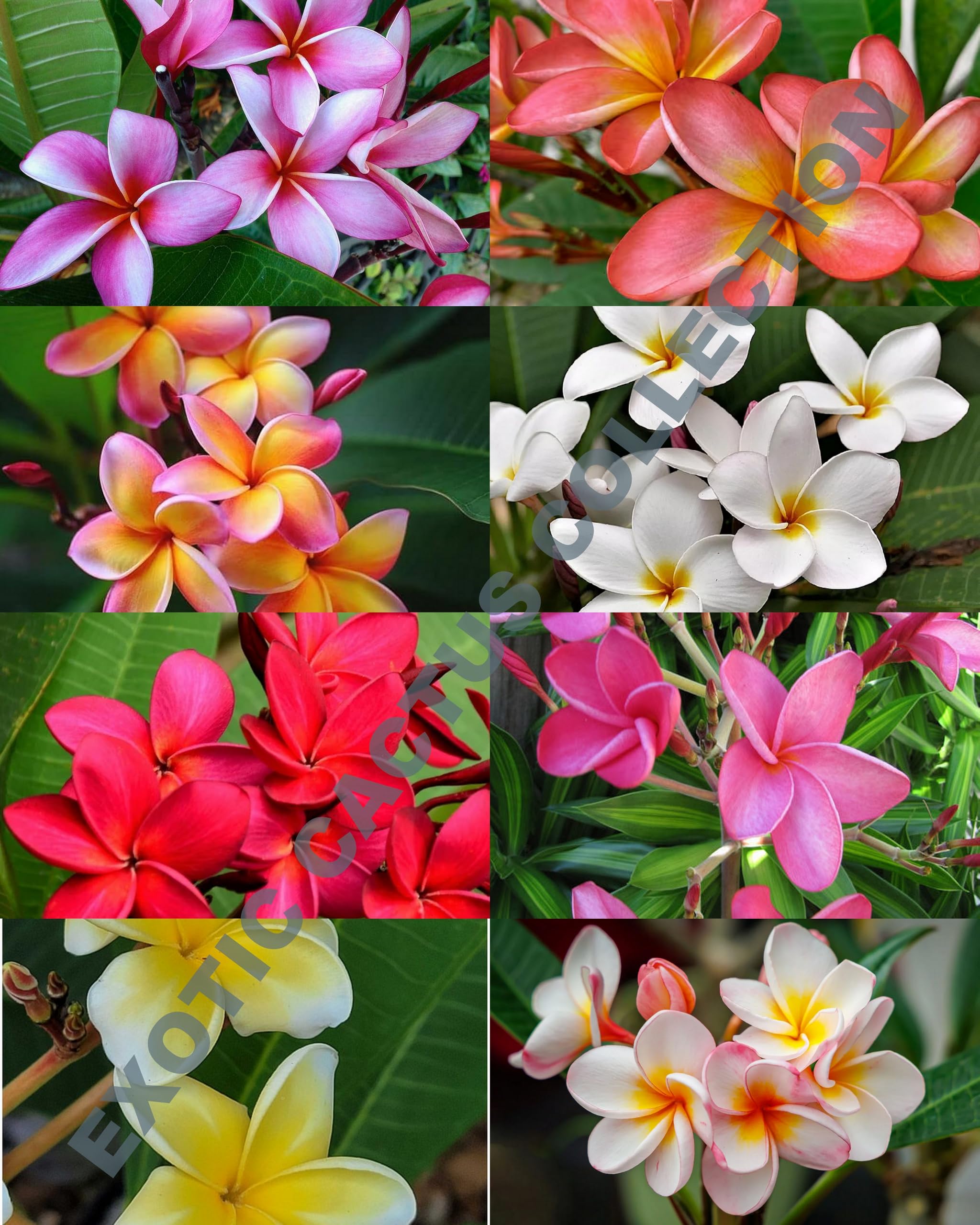 【258】plumeriaページ Okeechobee Pink Plumeria Introduced by Florida Colors Nursery