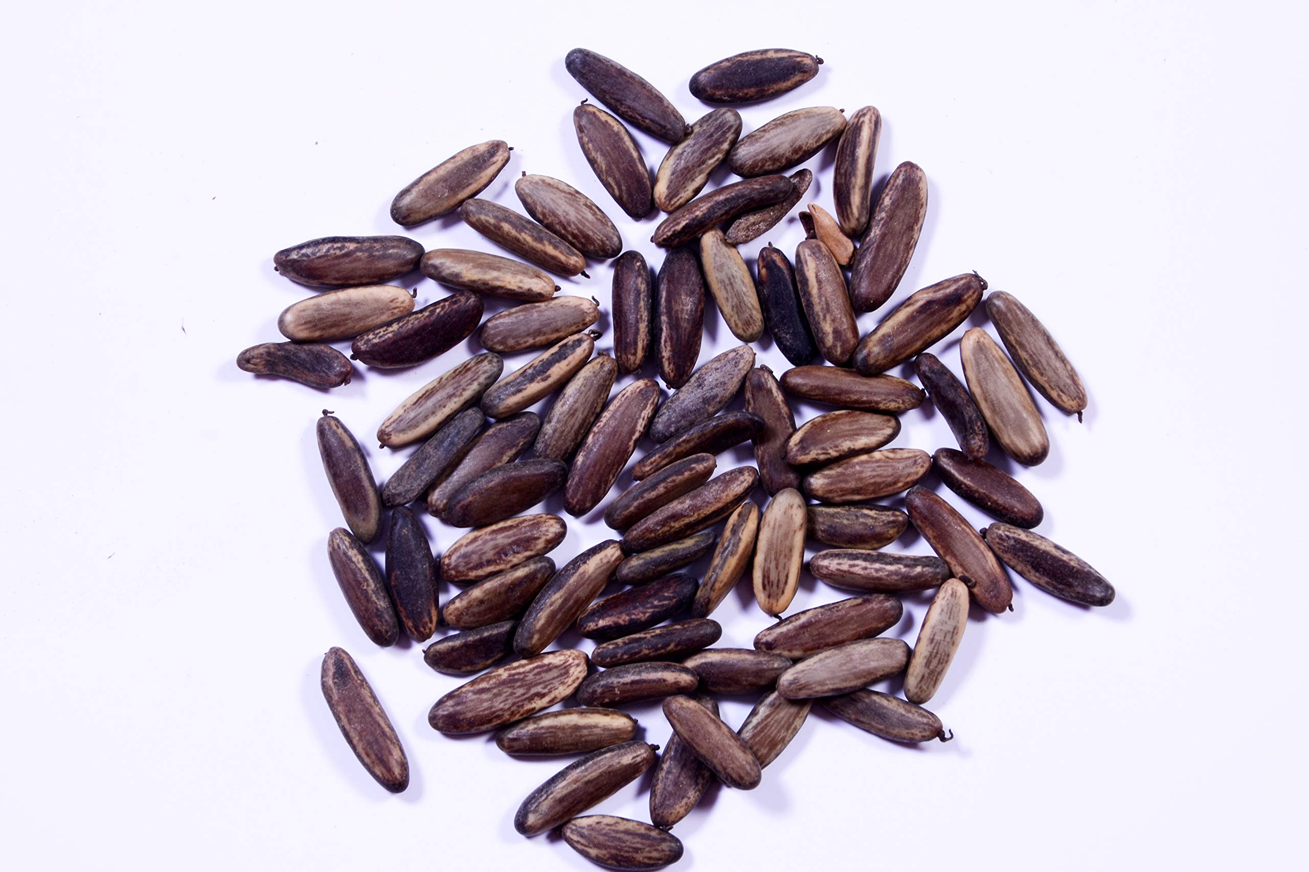 RK Seeds -Gulmohar Seeds -Ornamental tree seeds -Avenue Tree seeds (Delonix regia seeds) Pack of 500 g (B07RKNDH5Q) Amazon Price History, Amazon Price Tracker