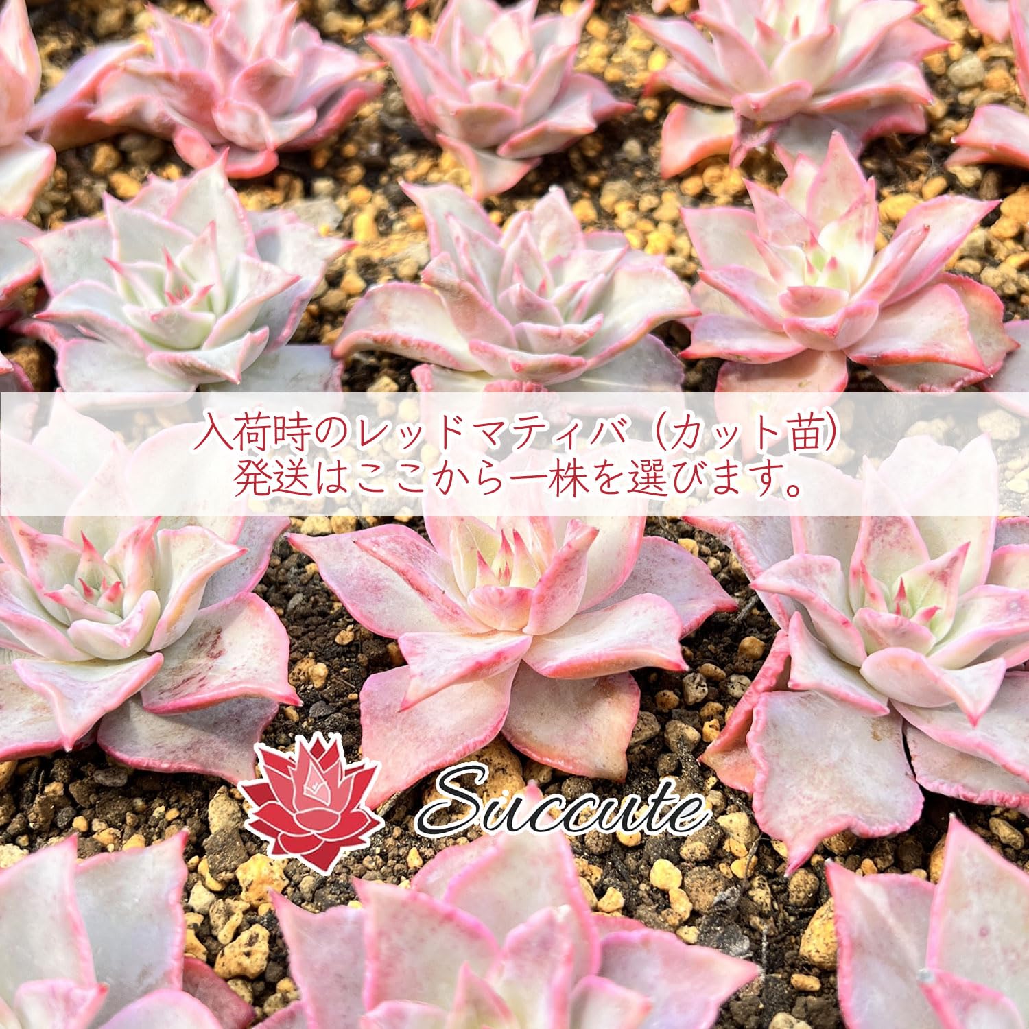 Amazon.co.jp: Succute: フリル系