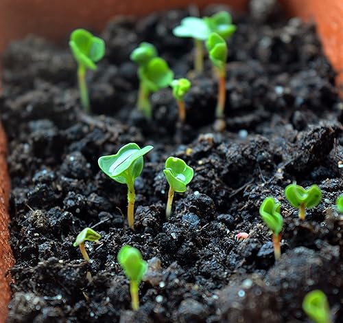 Miniatura 3 de 200 semillas altas de botón de soltero para plantar, semillas de aciano cultivadas en Estados Unidos sin OMG para plantar, flores azules cianus de