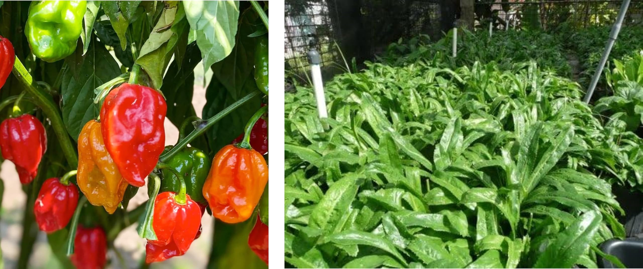 Puerto Rican Seeds Combo – Culantro + Aji Dulce Recao, DIASPORA ASIAN SEEDS