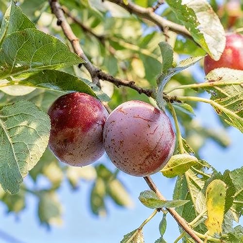 Miniatura 7 de 10 semillas Prunus Domestica para plantar, semillas de árbol frutal de ciruelo perenne, semillas de árboles frutales sin OMG para el jardín del