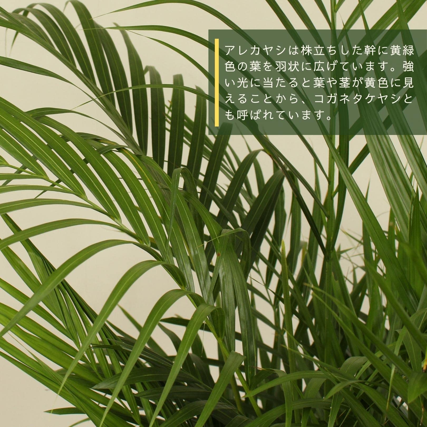 Amazon｜アレカヤシ 10号 受け皿付 【観葉植物 本物 コガネタケヤシ 
