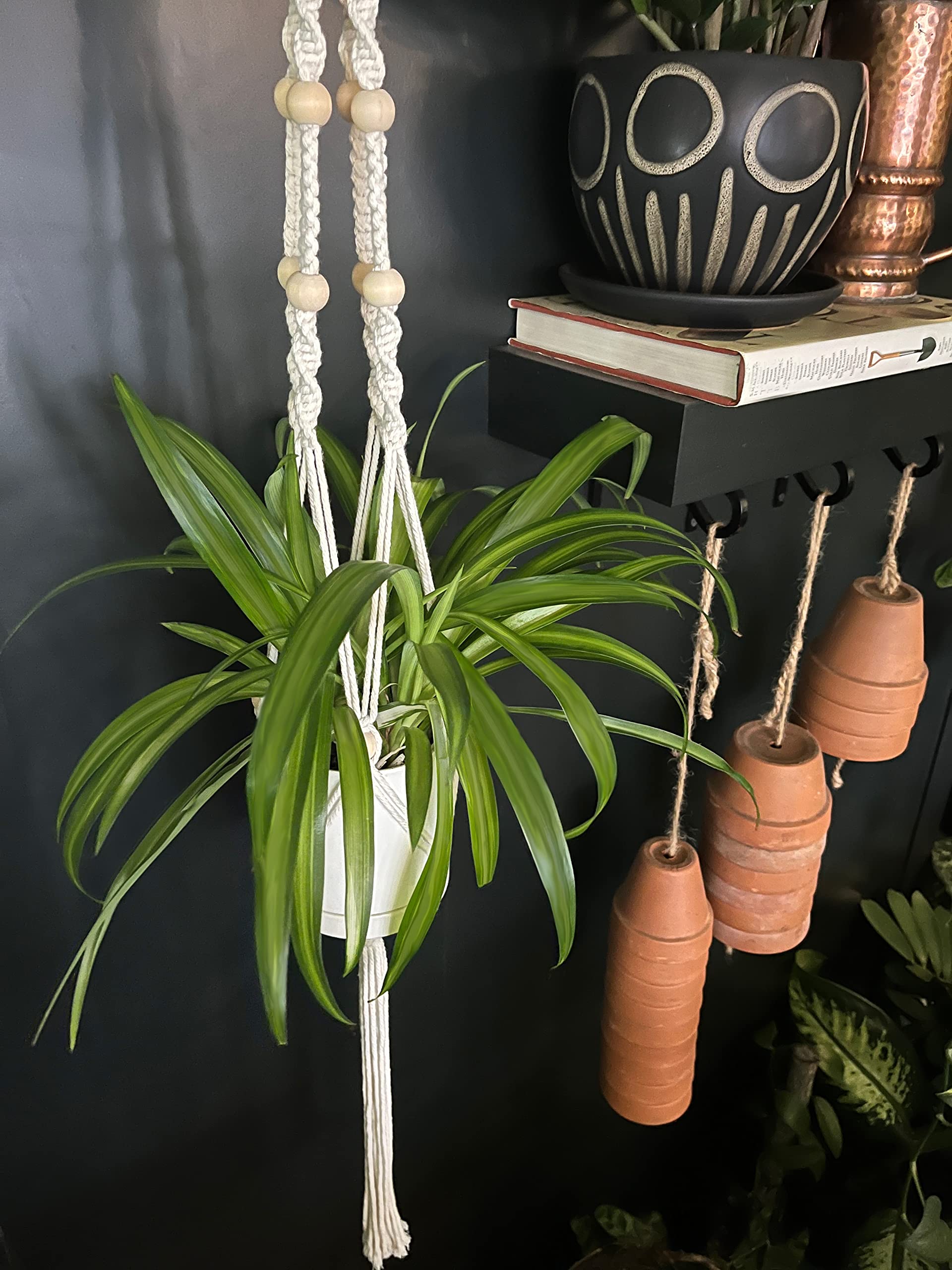 Amazon.com : Greendigs Spider Plant in Orange Ceramic Fluted 5 Inch Hanging  Pot - Pre-Potted, Includes Macrame Hanger : Patio, Lawn & Garden