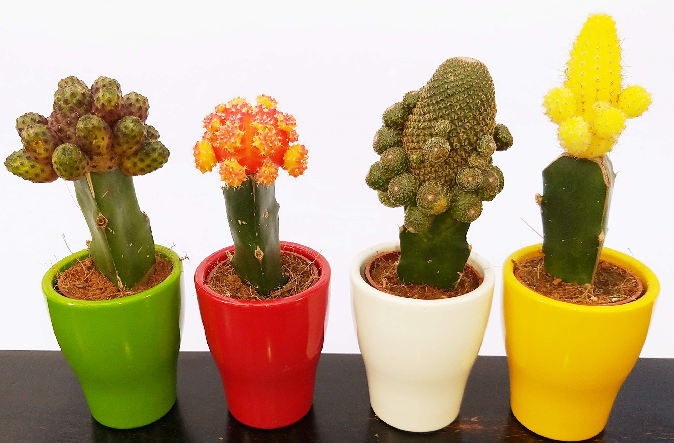 POWERS TO FLOWERS - LEMON GRASS BIO, Vaso 14cm diametro, pianta vera - Powers to flowers - piante e fiori