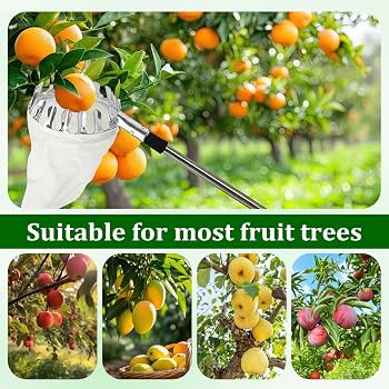 Raccoglifrutta Telescopico 4M In Acciaio Inox – Asta Regolabile Con Borsa In Cotone, Per Mele, Pere, Limoni, Arance, Cachi E Prugne