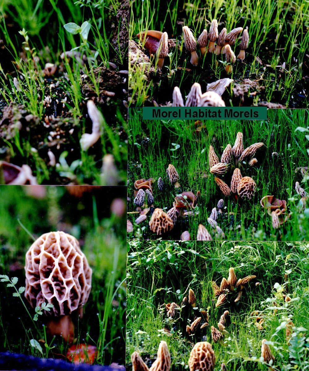 Kit de culture de champignons morilles d'arrière-cour