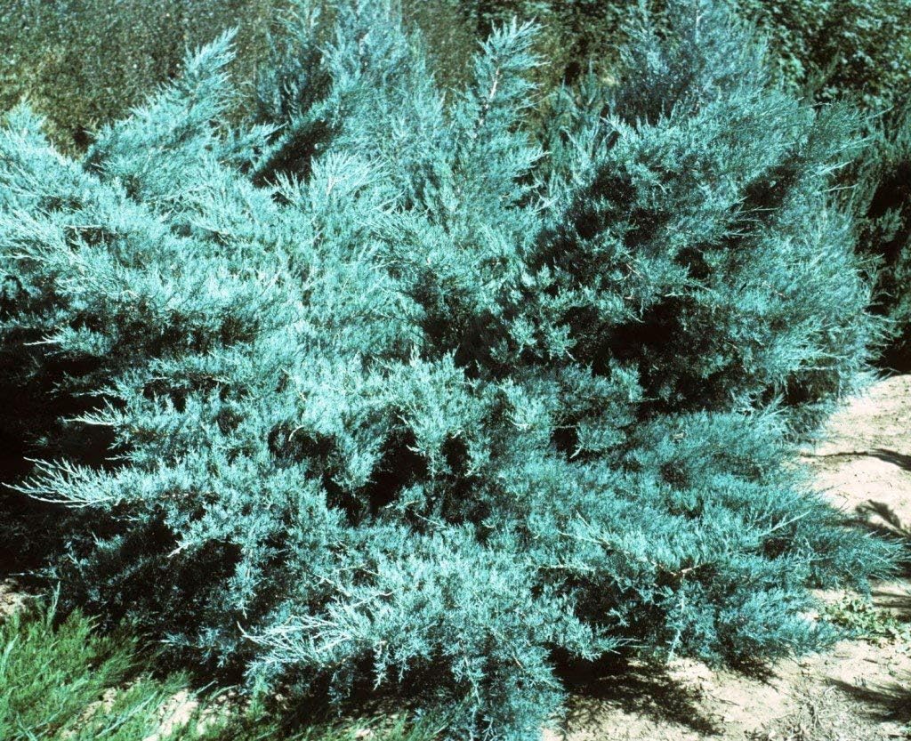 Blue Pfitzer Juniper - 10 Live Plants - Juniperus Chinensis - Drought Tolerant Cold Hardy Evergreen Ground Cover