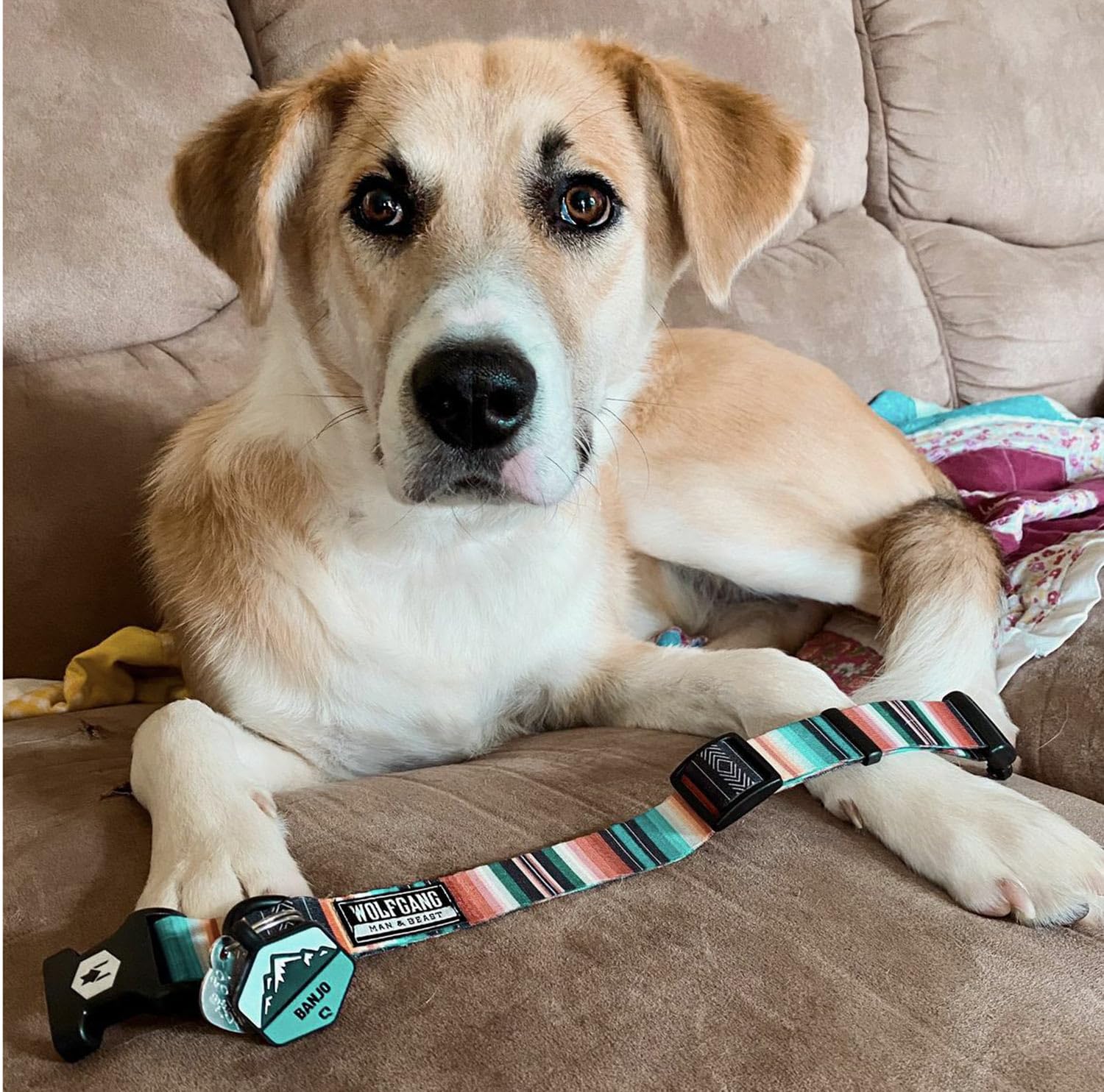 Amazon | WOLFGANG ウルフギャング Leash 犬用リード S(122×1.6cm