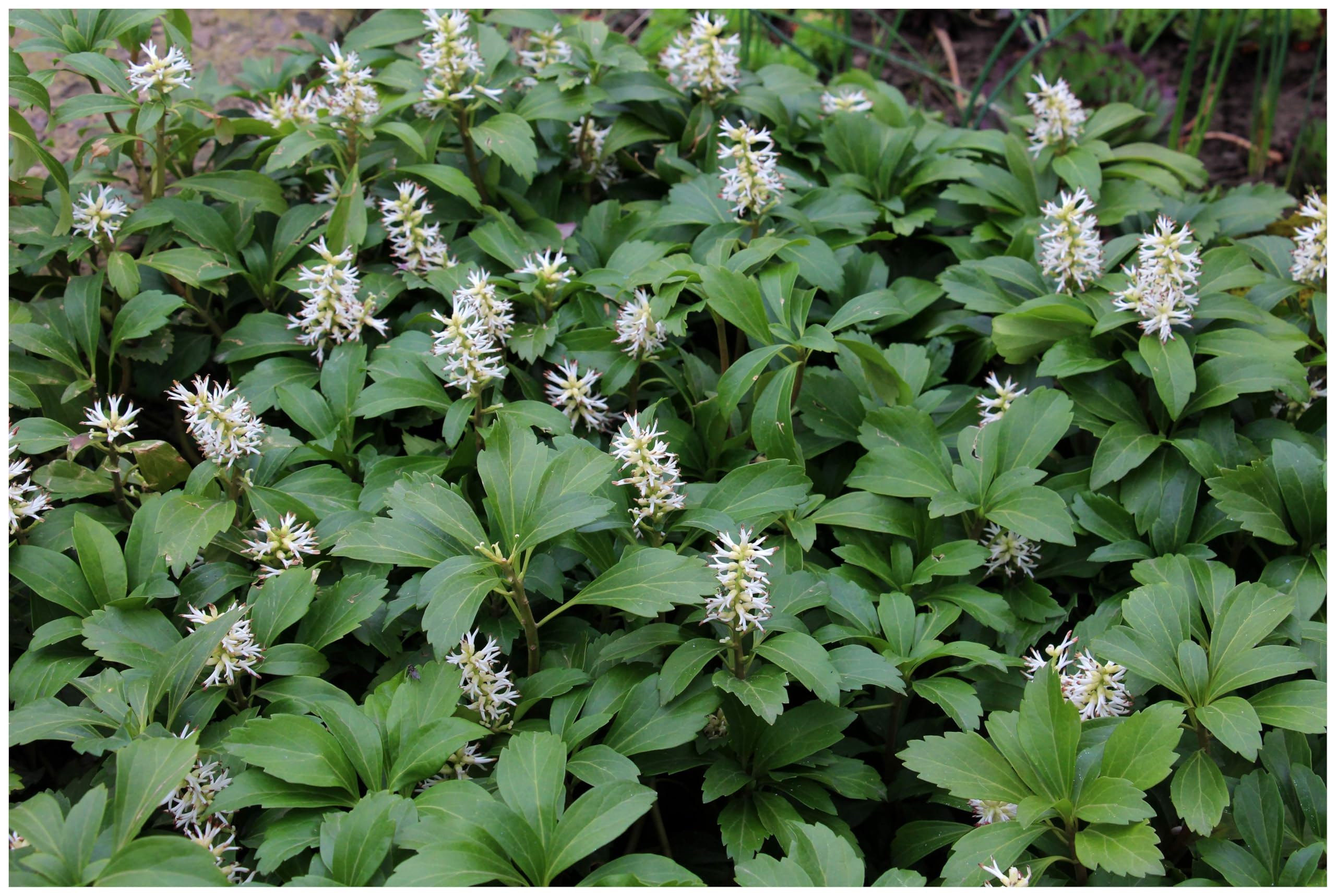 Stauden Gänge 10 x Pachysandra terminalis 'Green Carpet' Dickmännchen