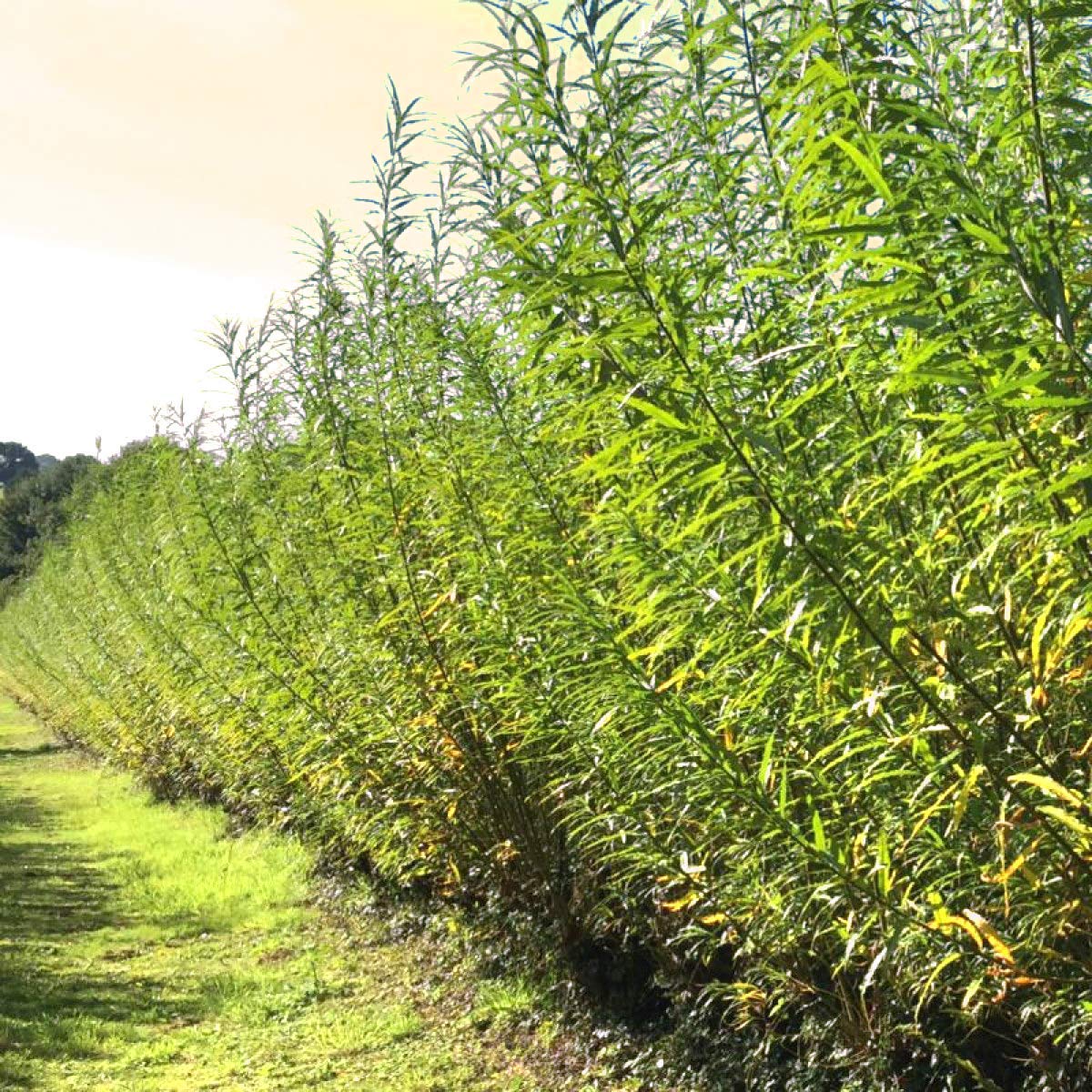 50 Hybrid Willow Trees. Austree grows 12 foot 1st year. Fastest growing tree. Rapid growth