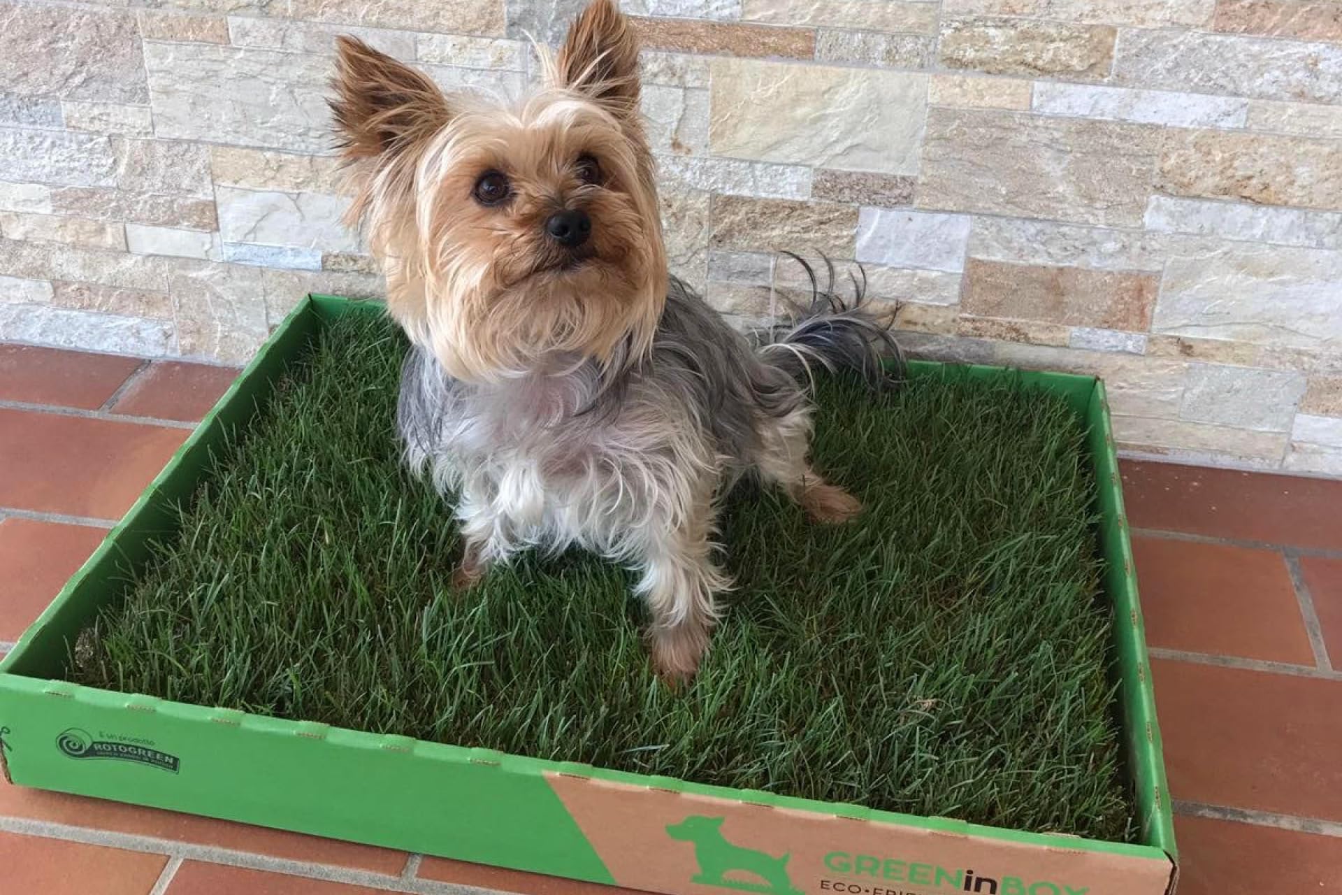 Zolla in Vera Erba – Lettiera Naturale per Training Cucciolo, Cani Piccoli. 60x40 cm