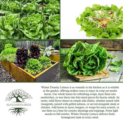 Miniatura 6 de Semillas de lechuga de densidad invernal para plantar, más de 1000 semillas de reliquia por paquete, semillas de jardín de Isla (semillas de jardín