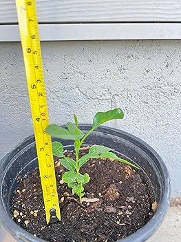 Amazon.com : Live Kaffir Lime Tree Plant, Citrus Hystrix