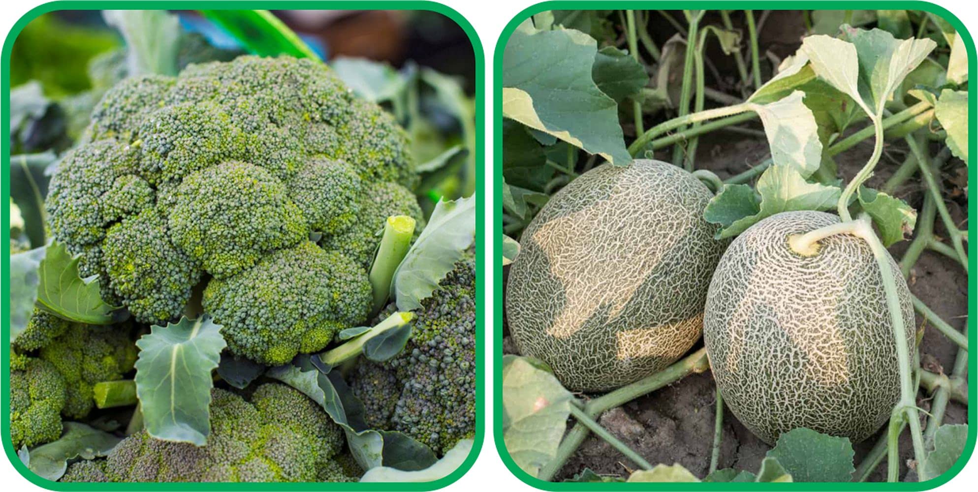 Aero Seeds Muskmelon (30 Seeds) And Broccoli (50 Seeds) Vegetable Seeds Pack (B0989YYXKM) Amazon Price History, Amazon Price Tracker