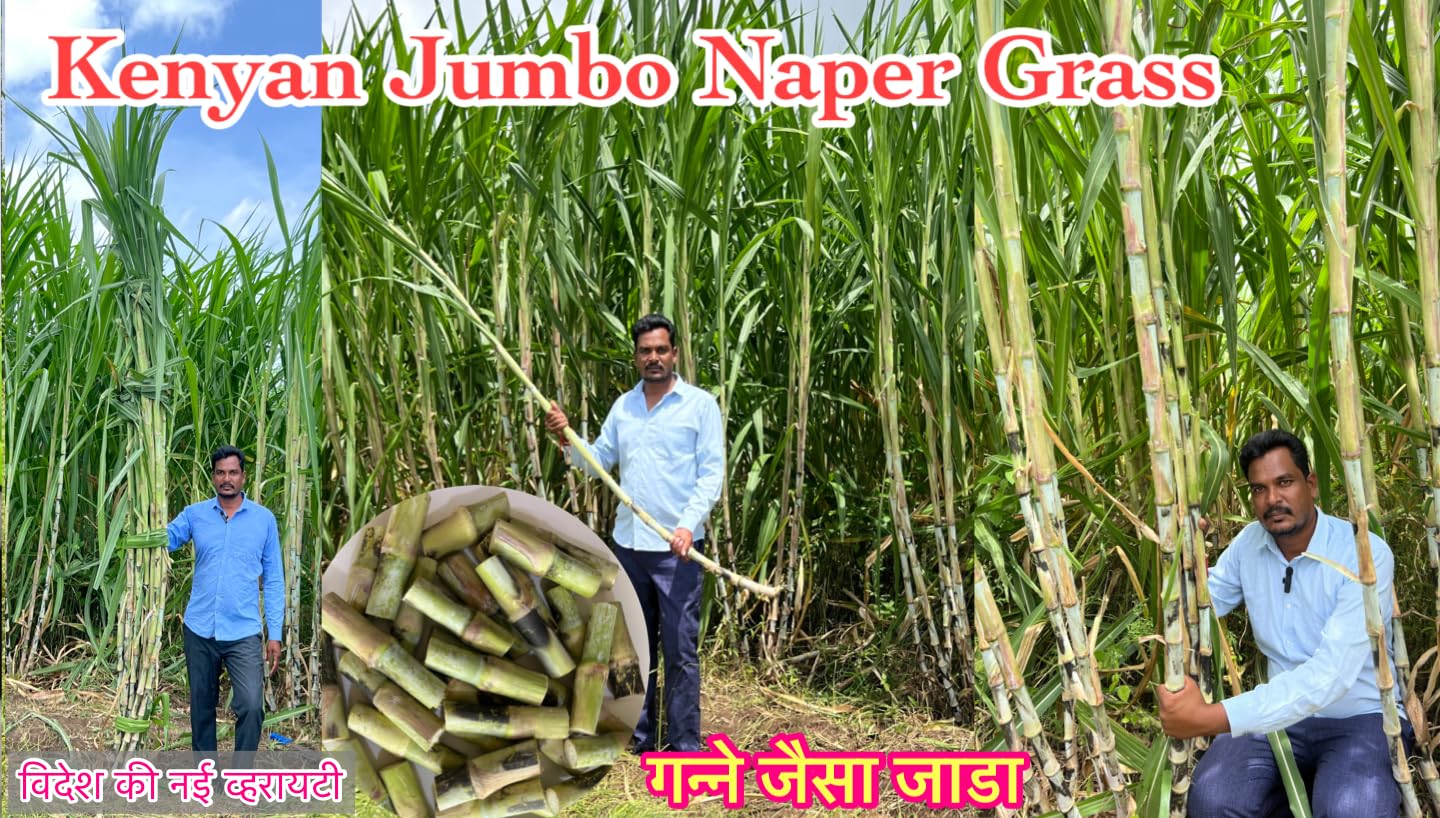 See full amazon price history chart for केनियन ग्रास, केनियन जम्बो नेपियर,Kenyan grass, Giant napier, keniya smart napier,Kenyan jumbo napier, other State grass,Yash Goat Farm & Seeds, Pack of 10 eyes. केनियन ग्रास, केनियन जम्बो नेपियर,Kenyan grass, Giant napier, keniya smart napier,Kenyan jumbo napier, other State grass,Yash Goat Farm & Seeds, Pack of 10 eyes. (B0DFTY156Y) Amazon Price History, Amazon Price Tracker
