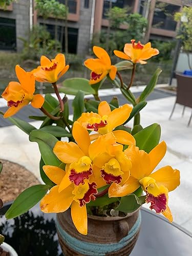 Plantas vivas - Orquídea Cattleya, mini plantas de interior de fácil cuidado para cultivadores de orquídeas novatos, elegante planta ornamental de