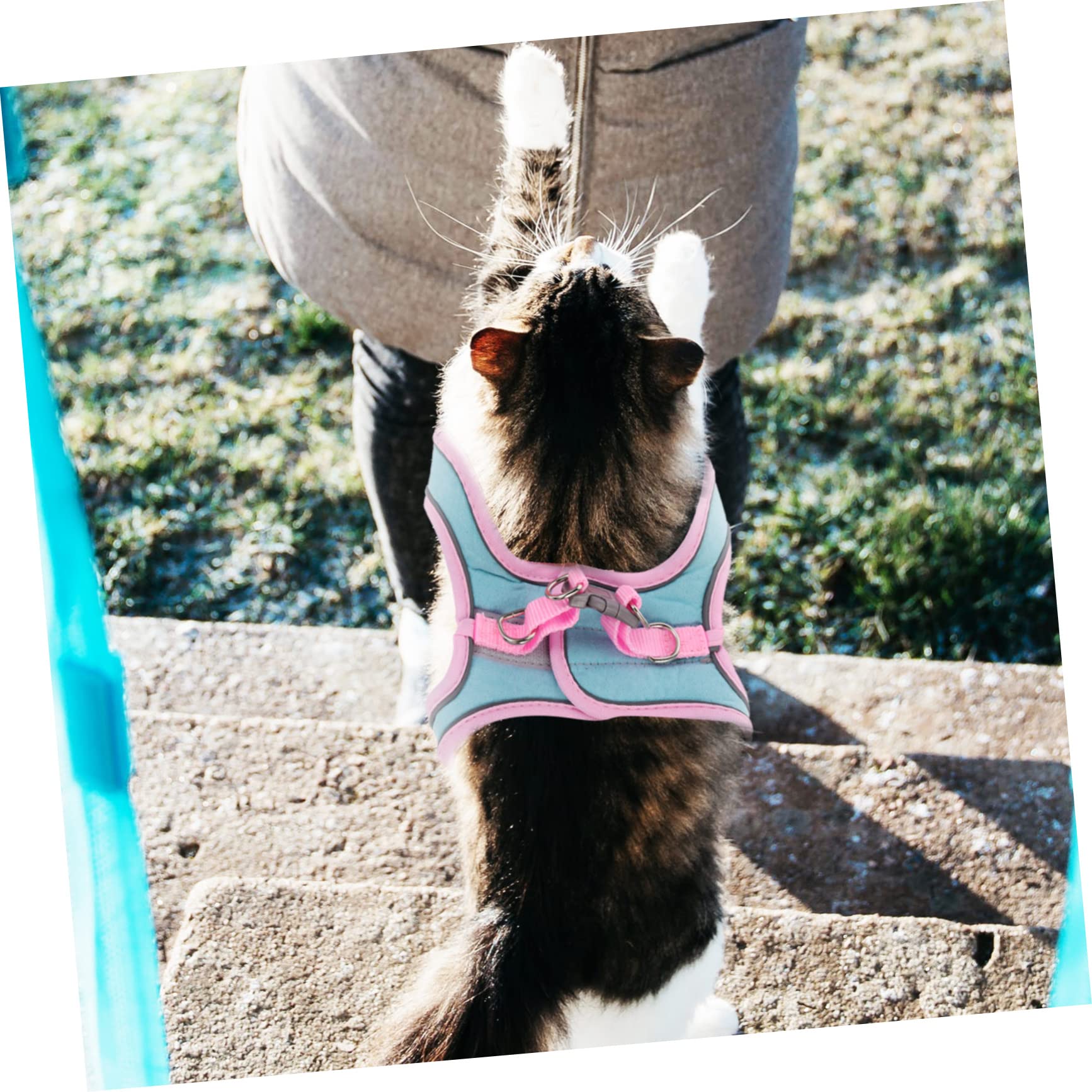 Yardwe 4sätze Pet Escape Harness Mit Leine Verstellbare Und Reflektierende Katzenweste Für Sicheres Spazierengehen Geeignet Für Kleine Katzen Und Welpen Teiliges