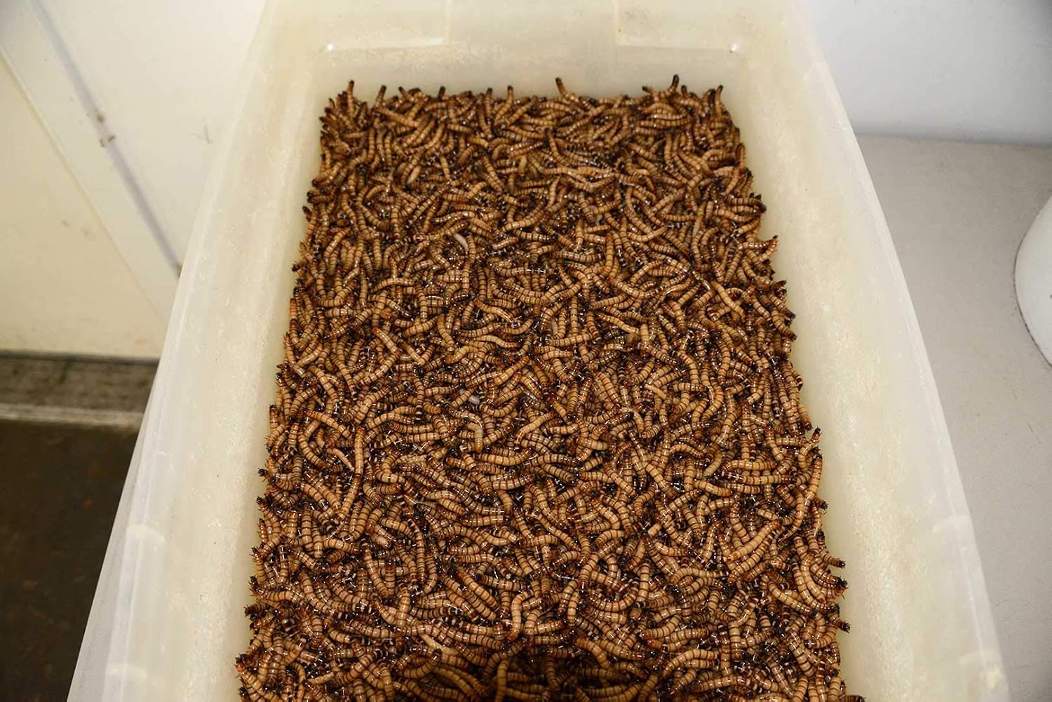 Brand - 300 - Live Superworms - Kingworms - Zophobas Morio