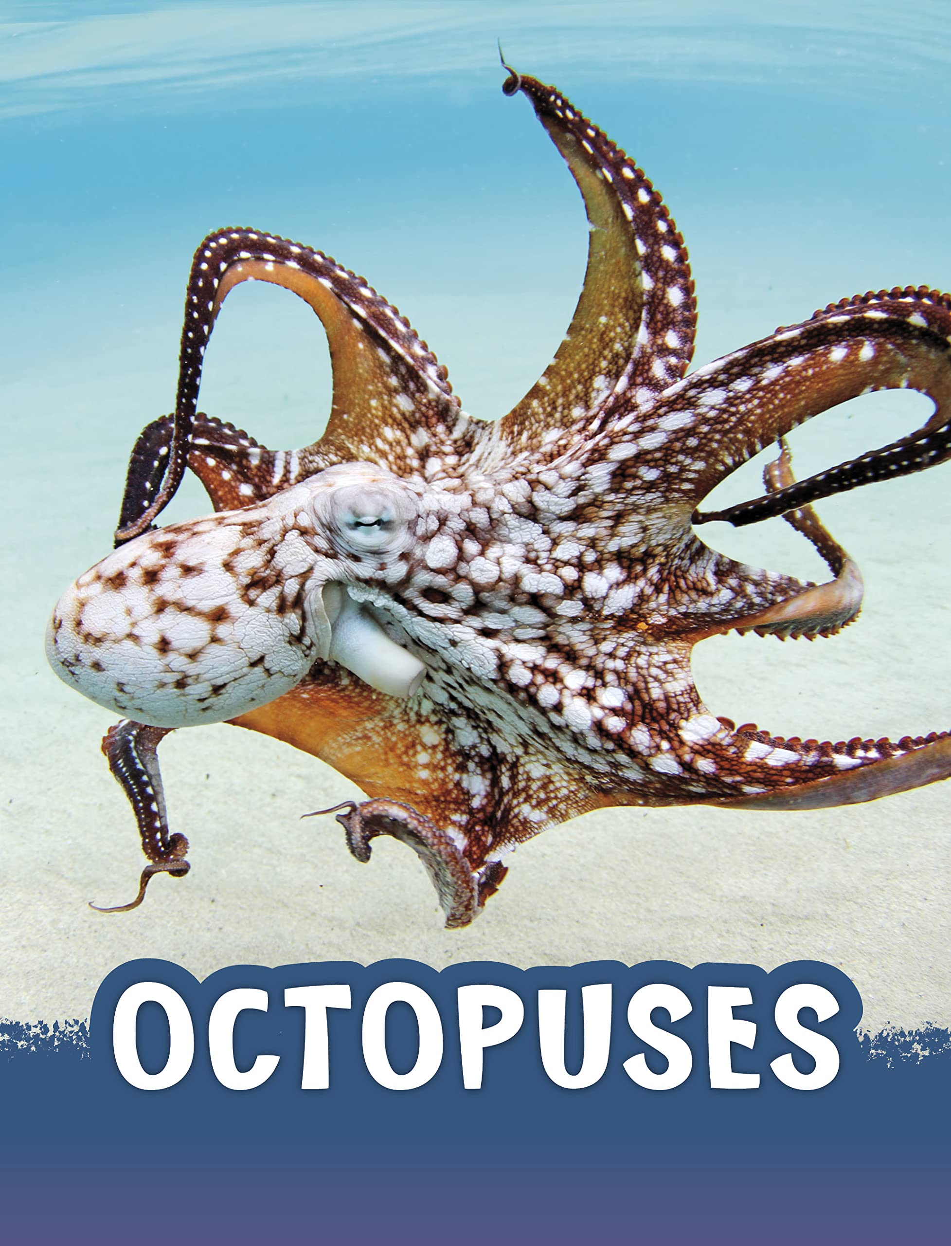Octopuses by Jaclyn Jaycox PAPERBACK 9781398224919