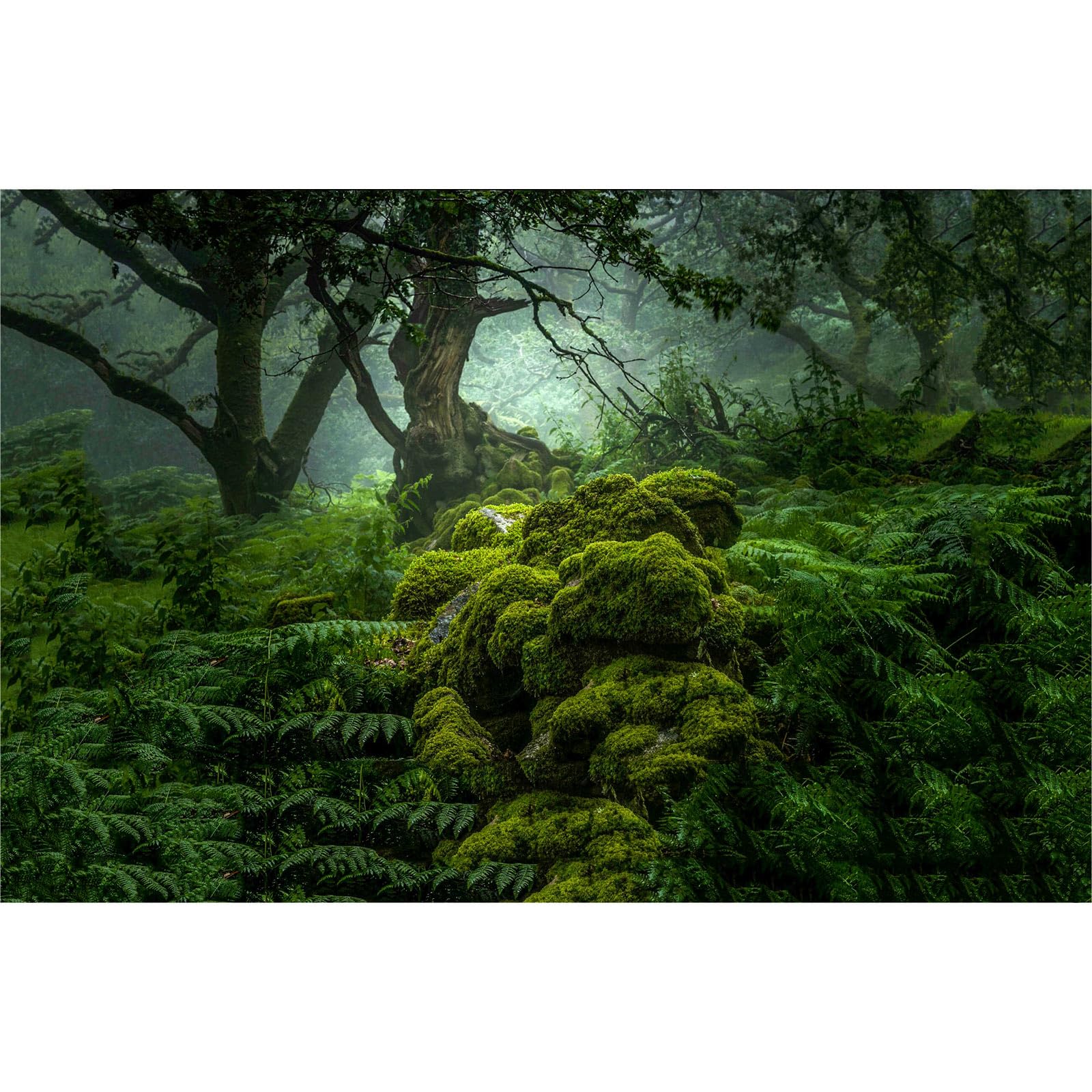 Forest Aquarium Background Dense Woods Moss Natural Landscape Reptile Tank Background Lush Green Tropical Rainforest Jungle Fish Tank Backgrounds Old Huge Trees Reptile Enclosure Backgrounds 48x18in
