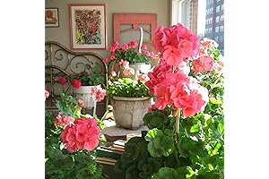 CHUXAY GARDEN Pink Geranium Plants Live, Geranium Live Plants, Geranium Cranesbills 300...