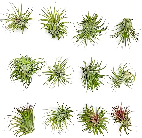 Plantas de aire - Tillandsia Ionantha Rubra, Regular 2-3" - 12ct - Llegada viva garantizada - Plantas de interior para decoración del hogar y regalo