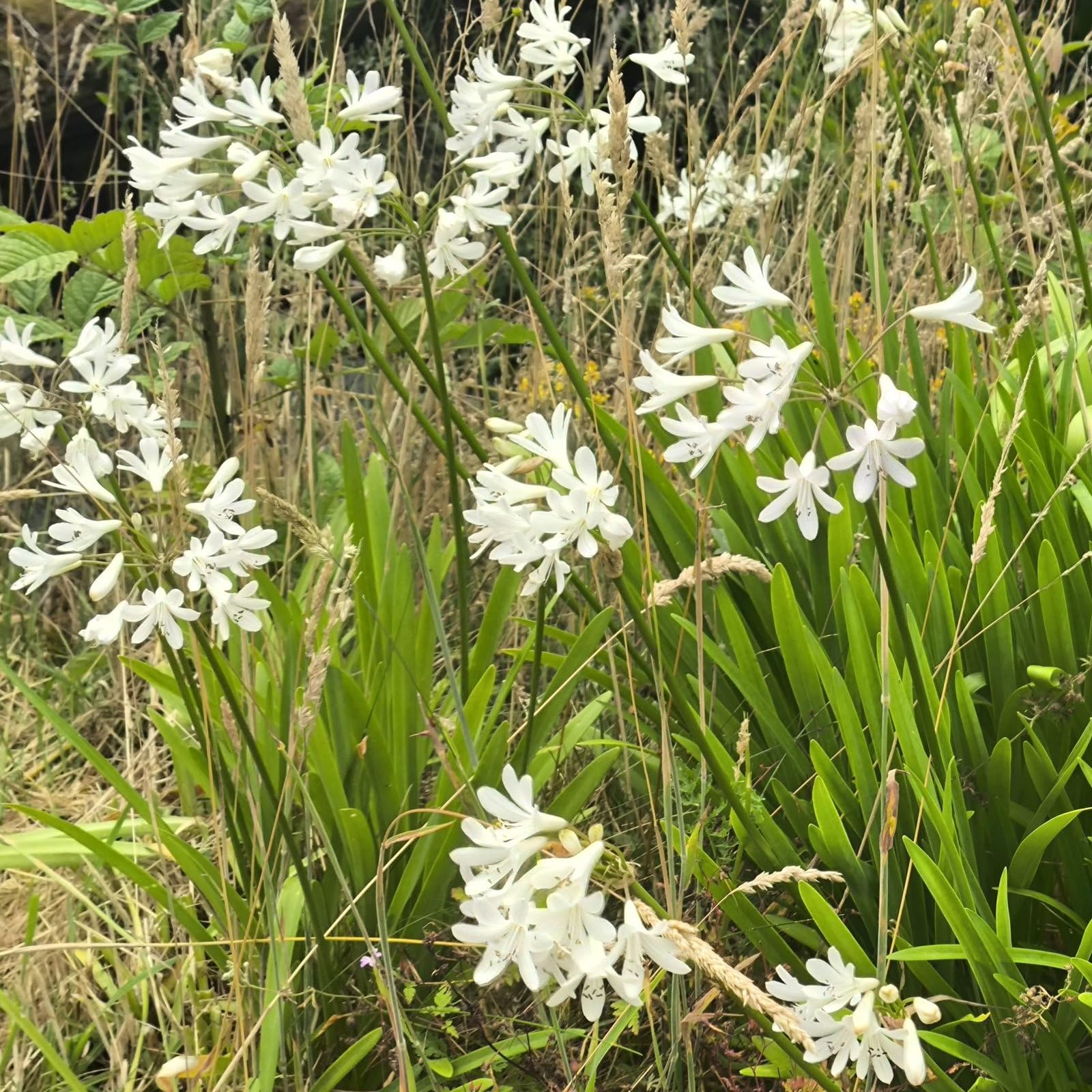 Plant World Seeds - Agapanthus Africanus White Dwarf Seeds (Exotic Flower Seeds)