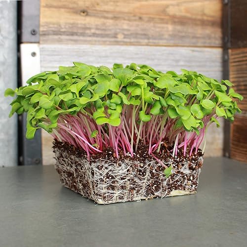 Triton - Semillas de rábano morado Paquete de 0.14 oz 300 semillas brotes morados, rojos y verdes sin OMG, brotes y rábanos microverdes