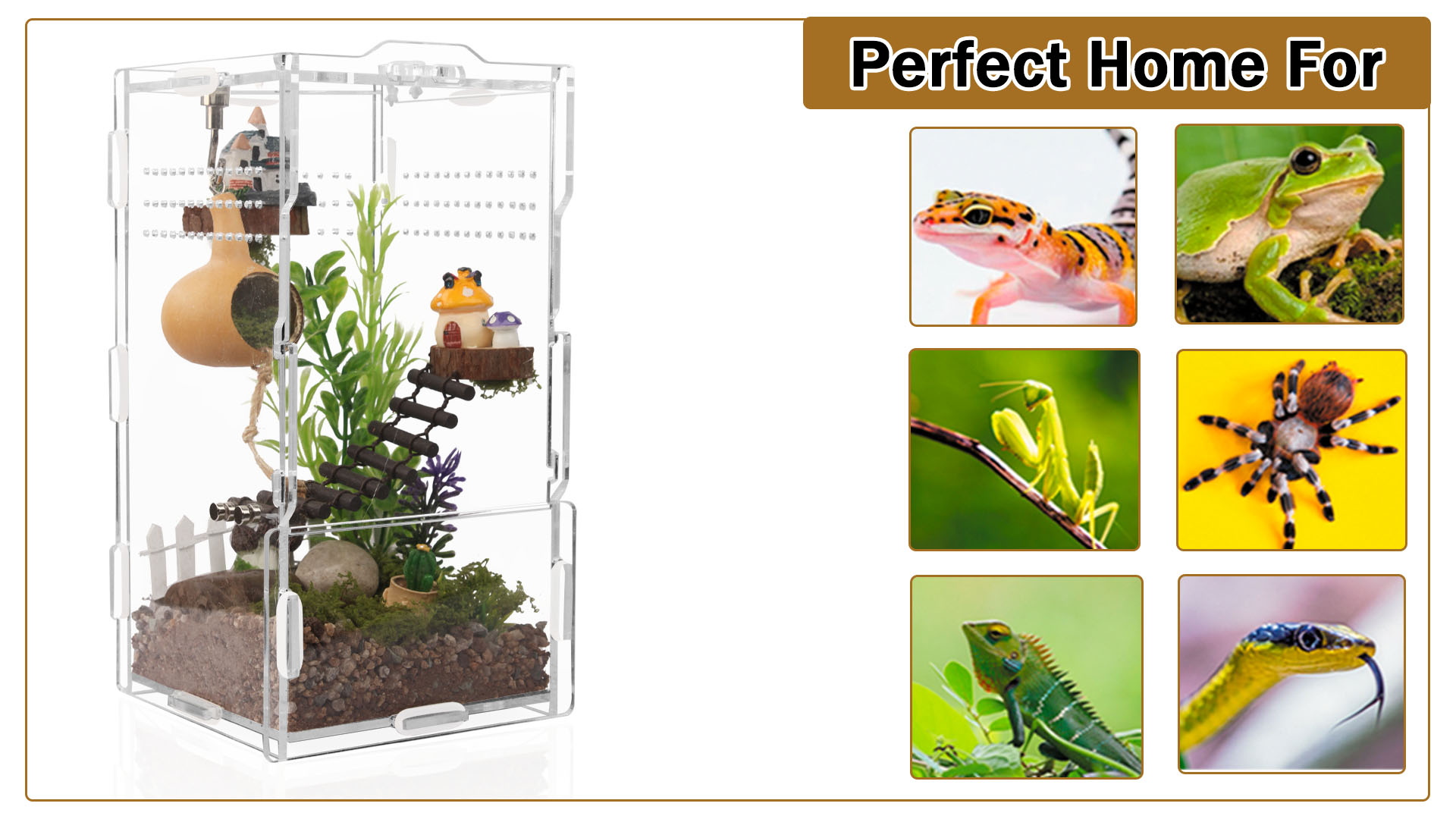 Amazon.com: 8x4x4in Vertical Acrylic Jumping Spider Enclosure