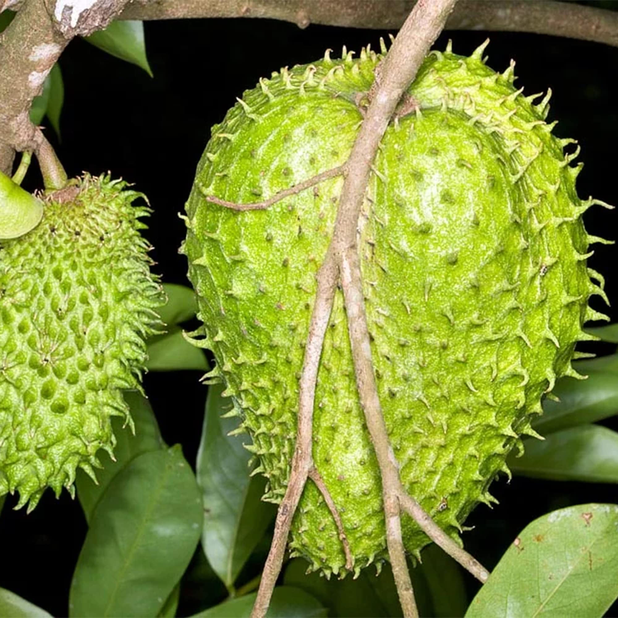 Amazon.com : QAUZUY GARDEN 35 Soursop Seeds, Annona Muricata