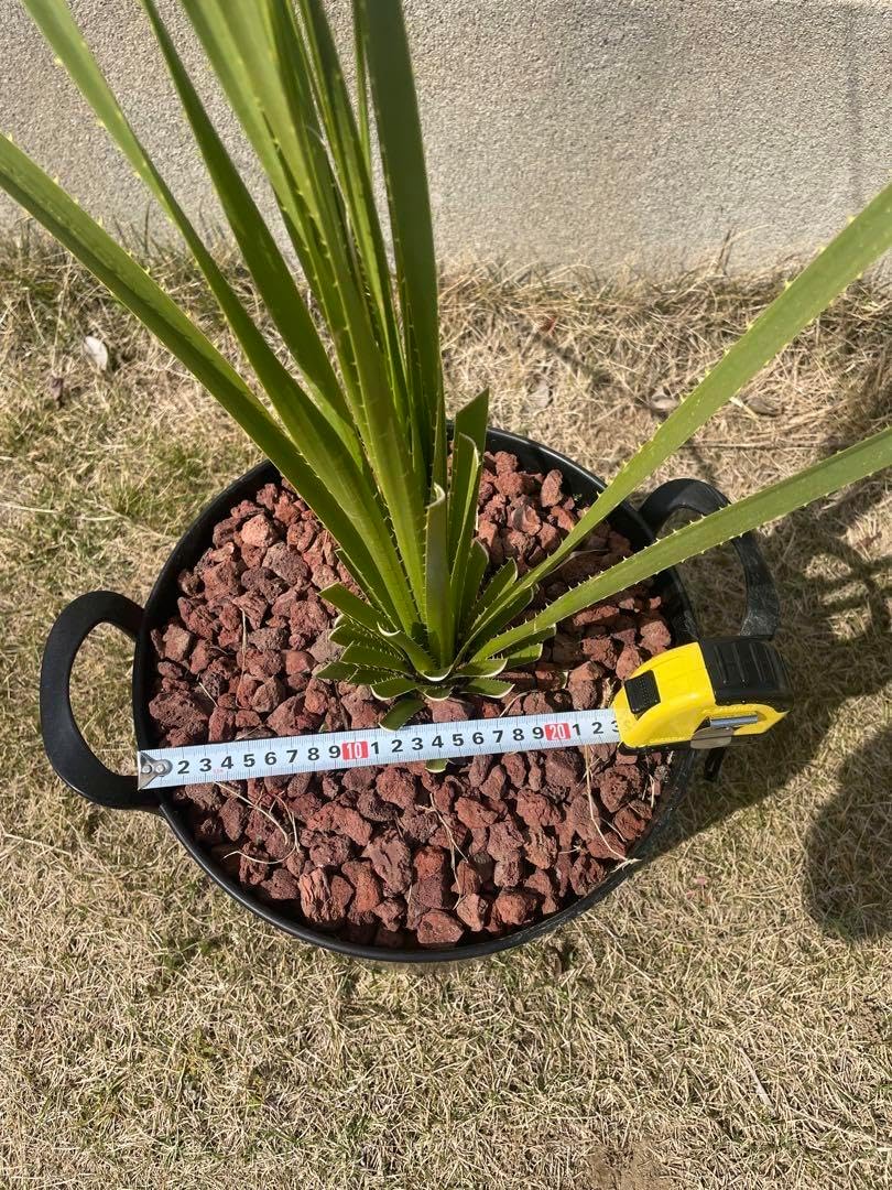 ダシリリオン グラウコフィルム 8号鉢 ダシリリオン グラウコフィルム