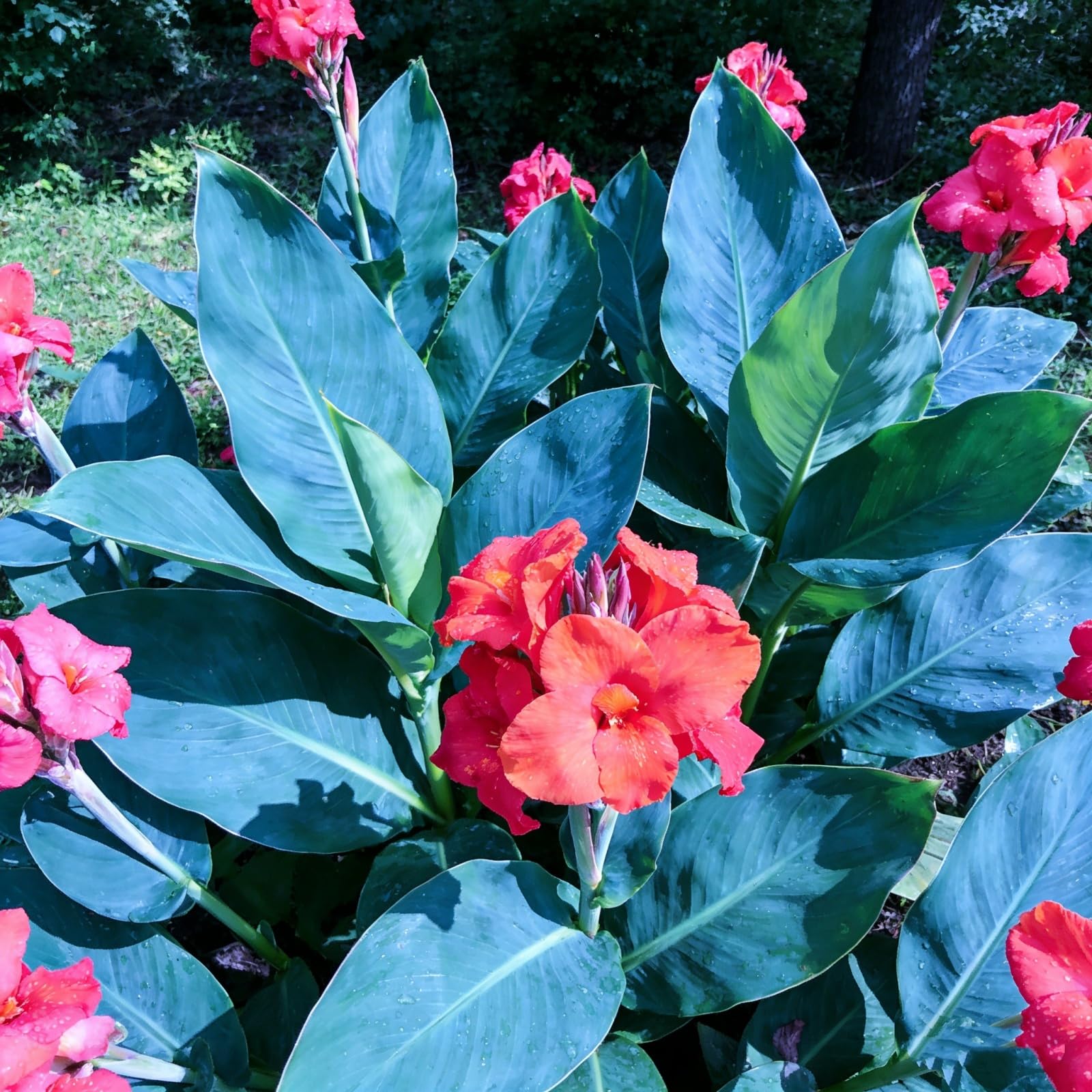 Rare Canna Lily for Planting UK, Hardy Perennial, Excellent Display, Mix Greening Flower, Natural Organic, Wedding, Balcony Garden-1 Bulbs-H