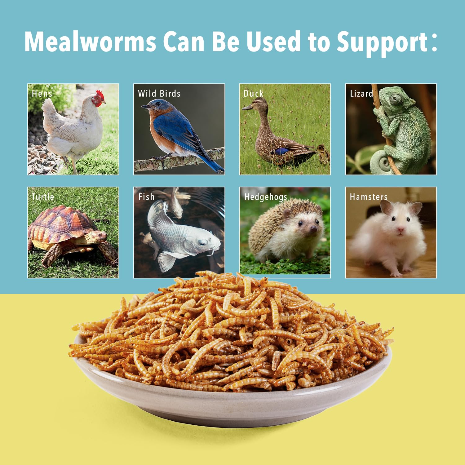 Snapklik.com : WormsFarm 10lb Dried Mealworms For Wild Birds Premium ...