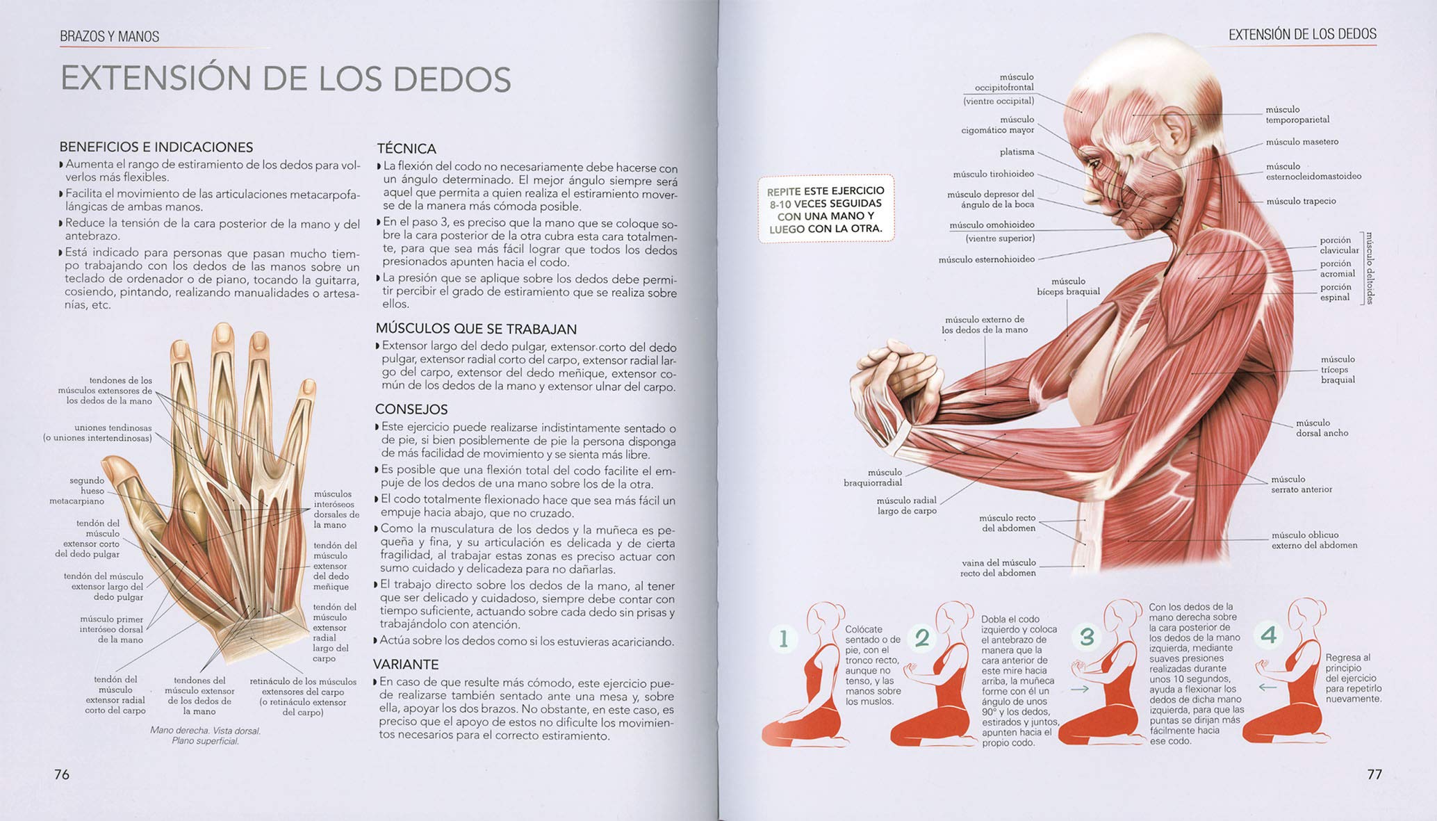 Estiramientos y flexiones