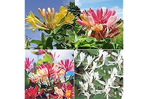 QAUZUY GARDEN 1000 Mixed Honeysuckle Seeds
